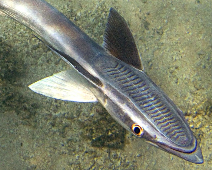 Рыба Прилипала Фото