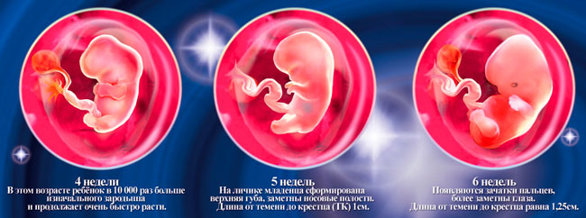 Фото эмбриона 4 5 недель беременности