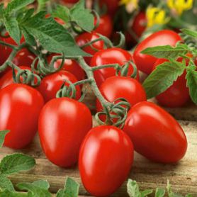 Какие семена томатов выбрать? Лучшие сорта помидоров