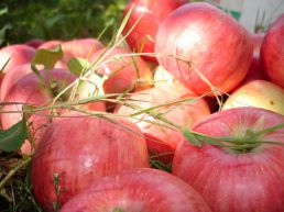 Чем полезны яблоки? Лечение яблочным уксусом и яблоками