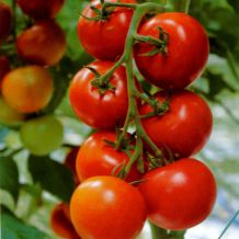 Всё о выращивании помидоров