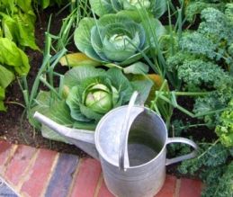 Как правильно поливать овощи, растения на даче