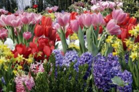 Как ухаживать за садовыми цветами в мае
