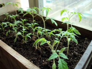 Как вырастить рассаду помидоров