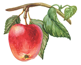 Сорта яблонь с фото