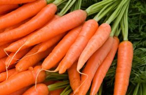 Лучшие сорта моркови для средней полосы России