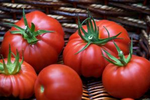 Какие сорта помидоров устойчивых к фитофторозу