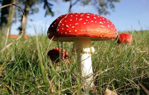 Ядовитые грибы. Фото и название