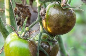 Как не допустить фитофтору помидор