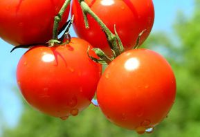 Плод томата ягода рассказ. Рассказ о помидоре детям