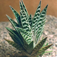 Алоэ пестрое. Aloe variegata