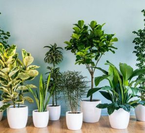 Комнатные растения полезные для здоровья человека
