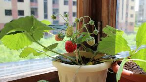 Как вырастить землянику на балконе в домашних условиях