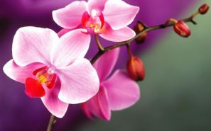 Орхидеи. Как ухаживать в домашних условиях