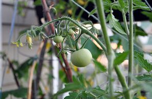 Чем подкормить помидоры для роста в открытом грунте