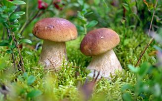 Загадки про грибы для детей 6-7 лет с ответами
