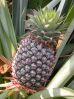 Лечебные и полезные свойства ананаса