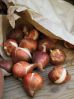 Высадка луковиц тюльпанов осенью