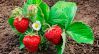 Чем подкормить клубнику во время цветения и плодоношения
