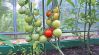 Как вырастить помидоры в теплице. Как за ними ухаживать