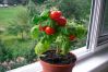 Как вырастить помидоры на окне в домашних условиях