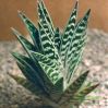  . Aloe variegata